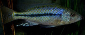 Dimidiochromis kiwinge 'Border'