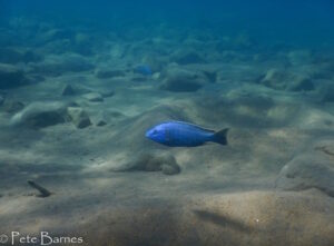 Dimidiochromis kiwinge - Galerie Dimidiochromis kiwinge