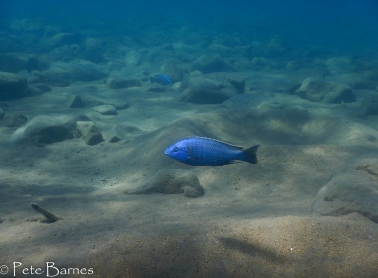 Dimidiochromis kiwinge 'Border''Border' Dimidiochromis kiwinge