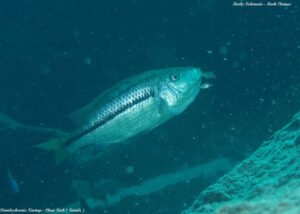 'Chiwi Rocks' Dimidiochromis kiwinge 'Chiwi Rocks'
