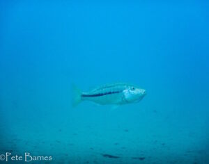 Dimidiochromis kiwinge 'Kawanga Rocks''Kawanga Rocks' - Galerie Dimidiochromis kiwinge 'Kawanga Rocks'