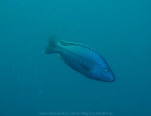 Dimidiochromis kiwinge 'Zimbawe Rock' - Galerie Dimidiochromis kiwinge 'Zimbawe Rock'