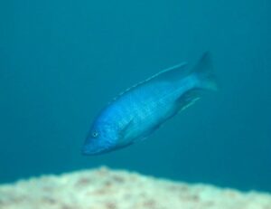 Dimidiochromis kiwinge 'Zimbawe Rock'