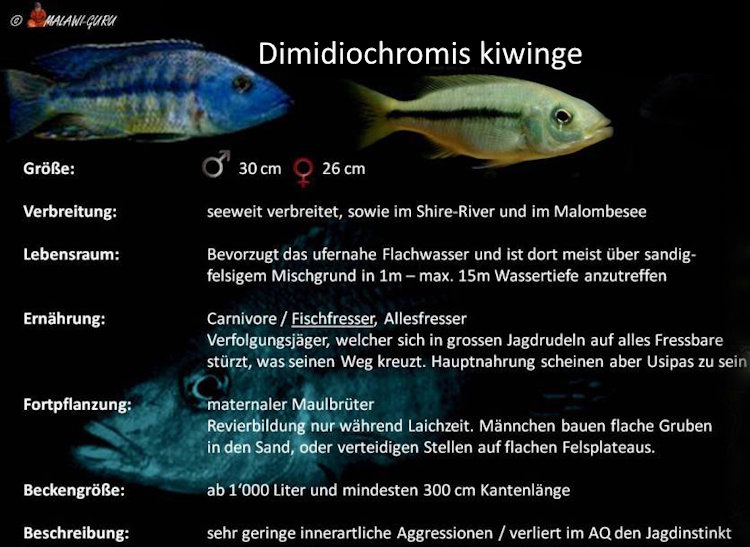 Grafik zu Dimidiochromis kiwinge Dimidiochromis kiwinge
