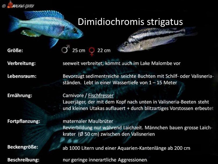 Grafik zu Dimidiochromis strigatus Dimidiochromis strigatus