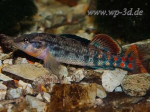 Etheostoma spectabile (Spring-Barsch)