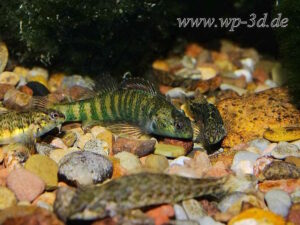 Barsche vs. Buntbarsche