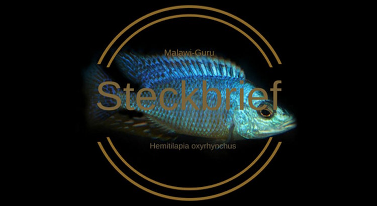 Hemitilapia oxyrhynchus