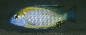 Lethrinops auritus 'Chembe Beach'