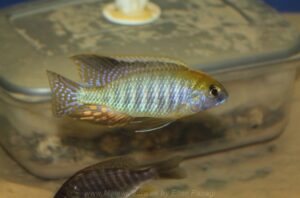 Lethrinops auritus