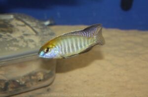 Lethrinops auritus