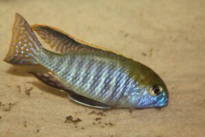 Lethrinops auritus 'Nkhata Bay'
