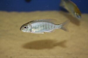 Lethrinops auritus 'Nkhata Bay'
