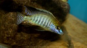 Lethrinops auritus 'Nkhata Bay'