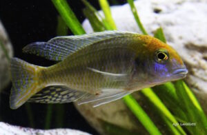 Lethrinops auritus 'Nkhata Bay'