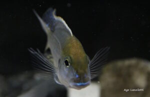 Lethrinops auritus 'Nkhata Bay'