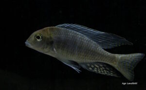 Lethrinops auritus 'Nkhata Bay'