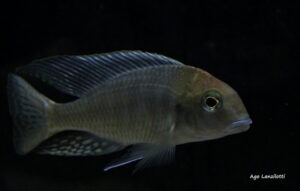 Lethrinops auritus 'Nkhata Bay'