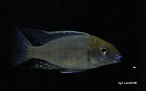 Lethrinops auritus 'Nkhata Bay'