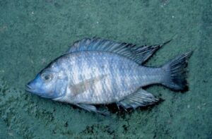 Lethrinops christyi 'South East Arm'