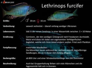 Lethrinops furcifer in der Grafik Lethrinops furcifer