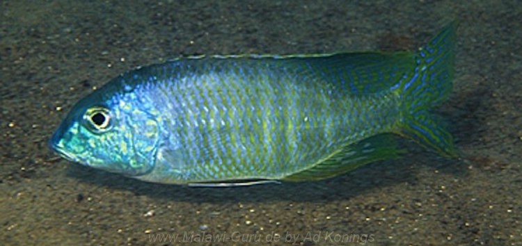 Lethrinops furcifer 'Chitande Island''Chitande Island' Lethrinops furcifer