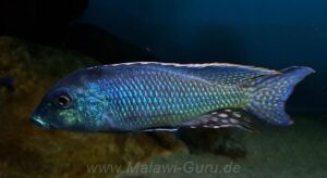 Lethrinops leptodon 'Nkhata Bay'