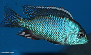Lethrinops lethrinus