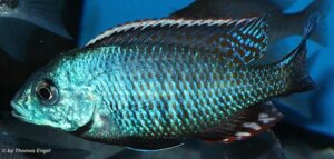 Lethrinops lethrinus 'Malopa'