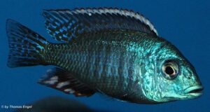 Lethrinops lethrinus