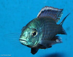 Lethrinops lethrinus 'Malopa'