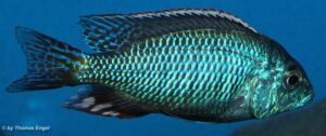 Lethrinops lethrinus 'Malopa'