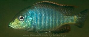 Lethrinops lethrinus