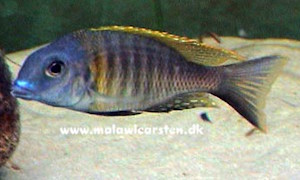 Lethrinops sp. 'longimanus' 'Mara Point'