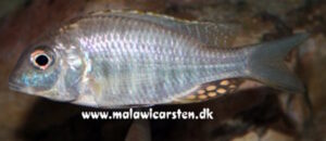 Lethrinops sp. 'longimanus' Mara Point