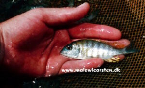 Lethrinops sp. 'longimanus' Mara Point