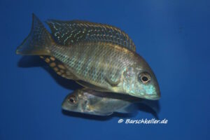 Lethrinops longipinnis 'Liuli'