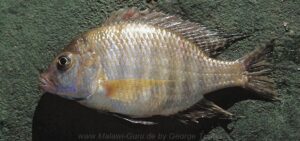 Lethrinops macracanthus 'South East Arm'
