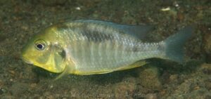 Lethrinops macrochir 'Boadzulu Island''Boadzulu Island' Lethrinops macrochir