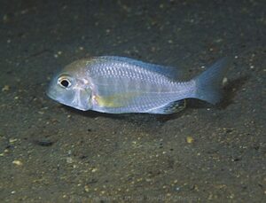 Lethrinops macrochir