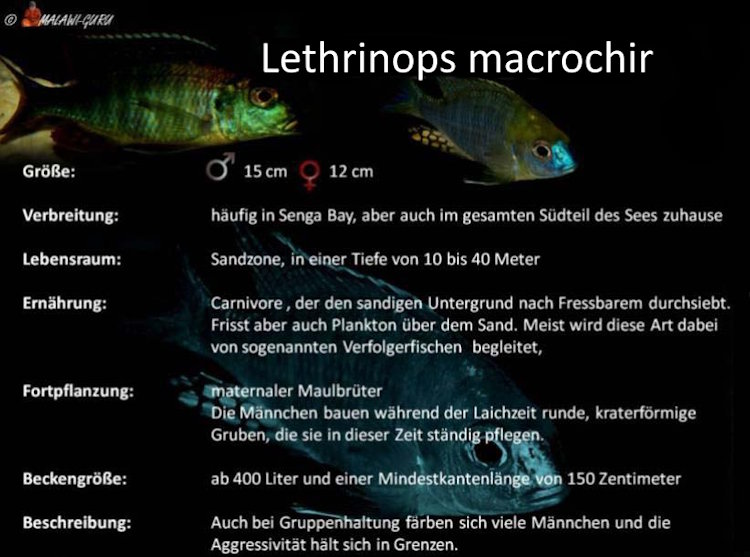 Lethrinops macrochir in der Grafik Lethrinops macrochir