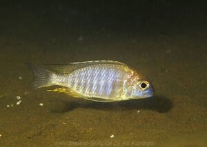 Lethrinops macrophthalmus