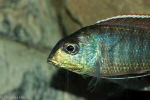 Lethrinops marginatus 'Chipoka'