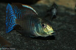 Lethrinops marginatus 'Chipoka''Chipoka' Lethrinops marginatus