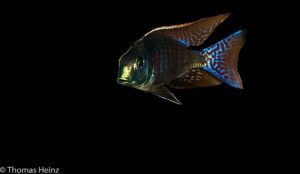 Lethrinops marginatus 'Chipoka'