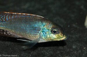 Lethrinops marginatus 'Chipoka'
