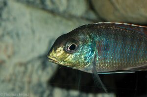 Lethrinops marginatus 'Chipoka'