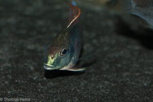 Lethrinops marginatus 'Chipoka'