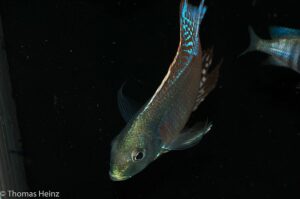 Lethrinops marginatus 'Chipoka'