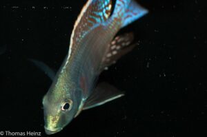 Lethrinops marginatus 'Chipoka'